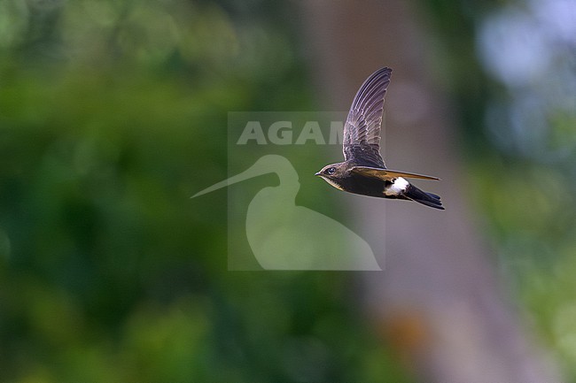 House Swift, Apus nipalensis, in Nakhon Ratchasima, Thailand. stock-image by Agami/Sylvain Reyt,