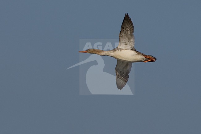 Vrouwtje Middelste Zaagbek in vlucht; Female Red-breasted Merganser in flight stock-image by Agami/Daniele Occhiato,