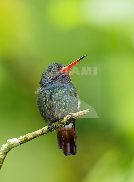 Rufous-throated Sapphire (Hylocharis sapphirina) perched on a branch in Cusco, Peru, South-America. stock-image by Agami/Steve Sánchez,