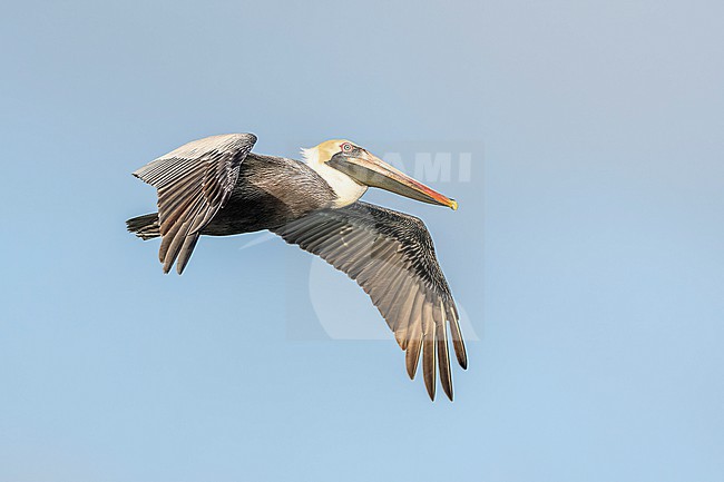 Brown Pelican (Pelecanus occidentalis) in flight in Florida USA. stock-image by Agami/Marcel Burkhardt,