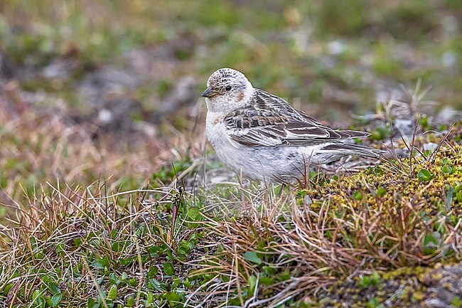 First summer Snow Bunting sitting on the Svalbard tundra near Longyearbyen, Svalbard. June 27, 2010. stock-image by Agami/Vincent Legrand,