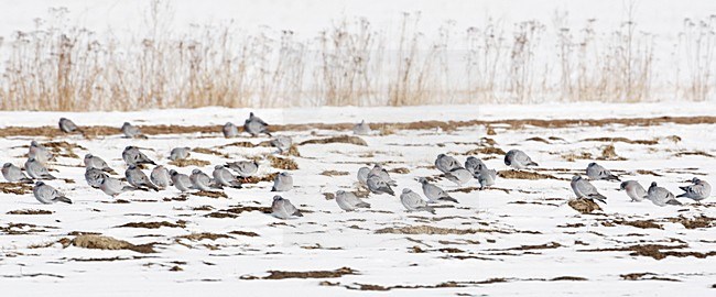 Holenduiven zittend in sneeuw; Stock Doves perched in snow stock-image by Agami/Markus Varesvuo,