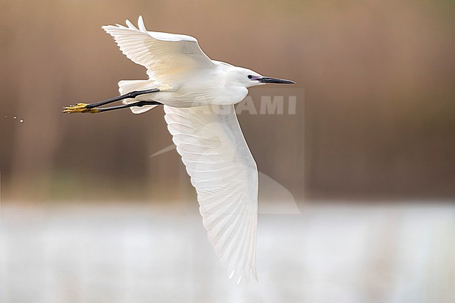 Little Egret (Egretta garzetta) in Italy stock-image by Agami/Daniele Occhiato,