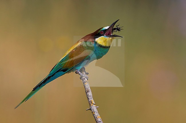 Bijeneter met prooi, European Bee-eater with prey stock-image by Agami/Daniele Occhiato,