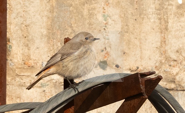 Female Güldenstädt’s Redstart (Phoenicurus erythrogastrus) at Tien Shan, Kazachstan. stock-image by Agami/Eduard Sangster,