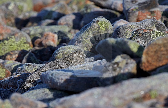 Alpensneeuwhoen, Rock Ptarmigan, lagopus muta stock-image by Agami/Markus Varesvuo,