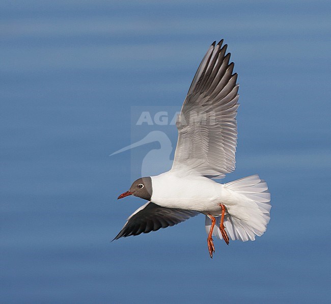 Onvolwassen Kokmeeuw, Common Black-headed Gull immature stock-image by Agami/Arie Ouwerkerk,