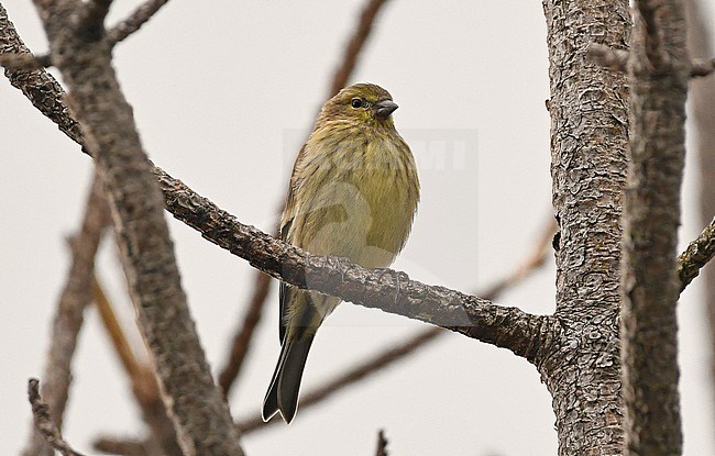 Carduelis corsicana stock-image by Agami/Eduard Sangster,