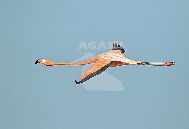 American Flamingo (Phoenicopterus ruber ) in Colombia. stock-image by Agami/Pete Morris,