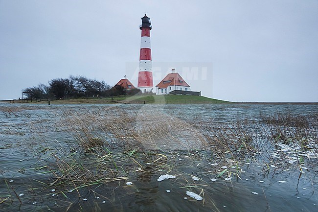 Saltmarsh at Lighthouse Westerhever during storm tide, in German Wadden Sea. stock-image by Agami/Ralph Martin,