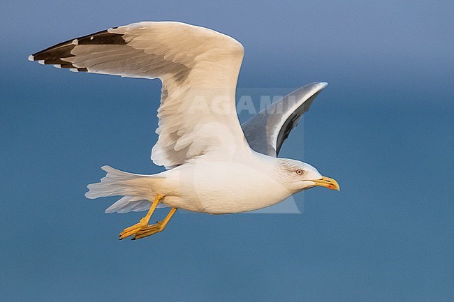 Yellow-legged Gull (Larus michahellis), side view of an adult in flight, Campania, Italy stock-image by Agami/Saverio Gatto,