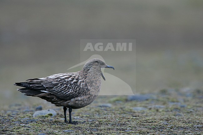 Grote Jager; Great Skua stock-image by Agami/Menno van Duijn,