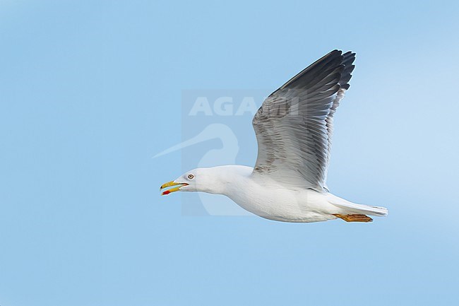 Adult breeding 
Galveston Co., TX
April 2023 stock-image by Agami/Brian E Small,
