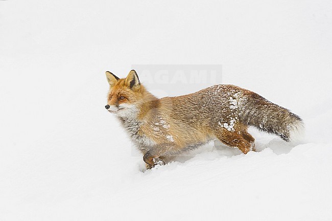 Red Fox (Vulpes vulpes) stopped walking and standing alert in the snow in Italy during a cold winter. stock-image by Agami/Alain Ghignone,