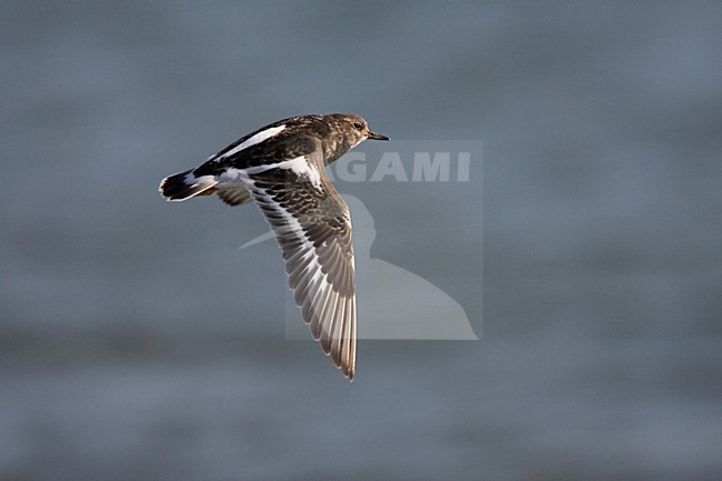 Ruddy Turnstone winterplumage flying; Steenloper winterkleed vliegend stock-image by Agami/Marc Guyt,