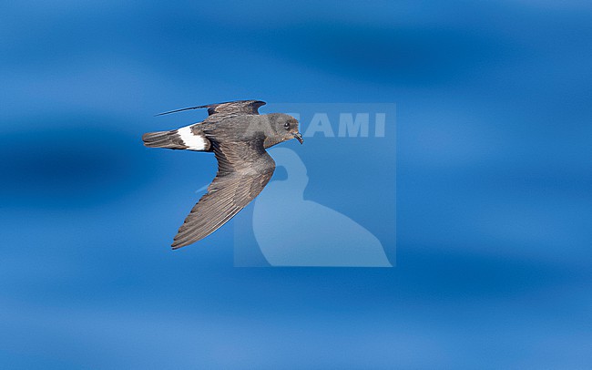 Mediterranean Storm-Petrel (Hydrobates pelagicus melitensis) flying off l'Ametlla de Mar, Spain. stock-image by Agami/Vincent Legrand,