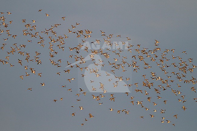 Eurasian Wigeon - Pfeifente - Mareca penelope, Germany, a wintering flock in flight over the meadows in the wintergrounds. stock-image by Agami/Ralph Martin,