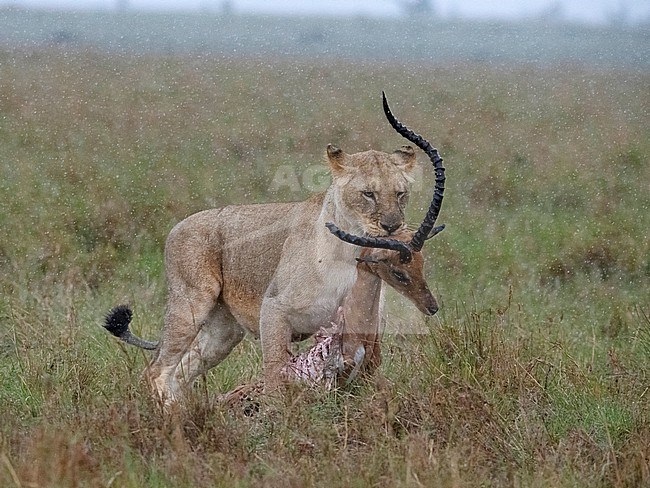 A femaöe Lion, (Panthera leo) carrying an Impala. Kenya stock-image by Agami/Markku Rantala,