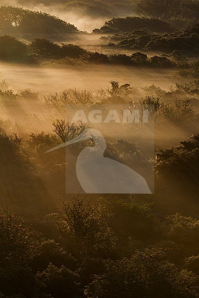 Uitzicht over mistige duinen tijdens zonsopkomst; Overview of misty dunes at sunrise stock-image by Agami/Menno van Duijn,