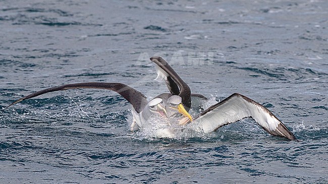 Adult Chatham Albatross (Thalassarche eremita) fighting with a Salvin's Albatross (Thalassarche salvini) at sea off the Chatham Islands, New Zealand. stock-image by Agami/Marc Guyt,