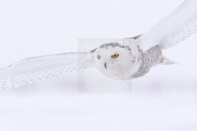 Snowy Owl (Bubo scandiacus) in snow covered landscape in Ontario Canada. stock-image by Agami/Marcel Burkhardt,