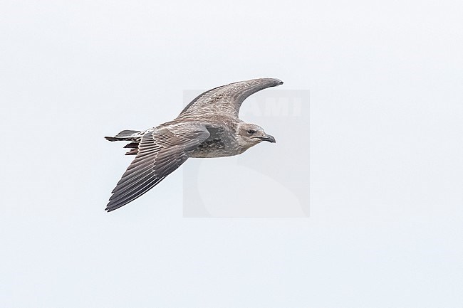 First winter Azores Yellow-legged Gull (Larus michahellis atlantis) aka Atlantic Gull flying showing its back, Dump Station, Corvo, Azores, Portugal. stock-image by Agami/Vincent Legrand,