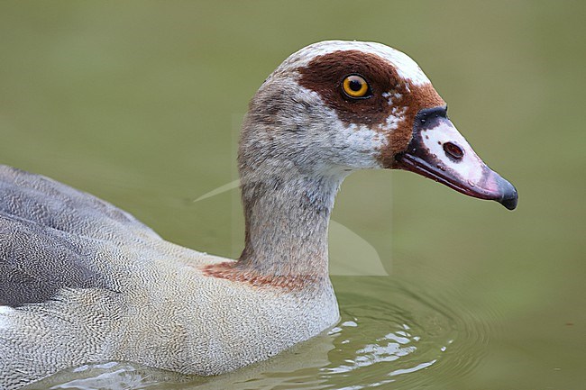 Portrait of an adult male Egyptian Goose (Alopochen aegyptiaca) stock-image by Agami/Mathias Putze,