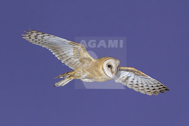 Cape Verde Barn Owl (Tyto detorta) flying over Barragem de Poilao, Santiago, Cape Verde. stock-image by Agami/Vincent Legrand,