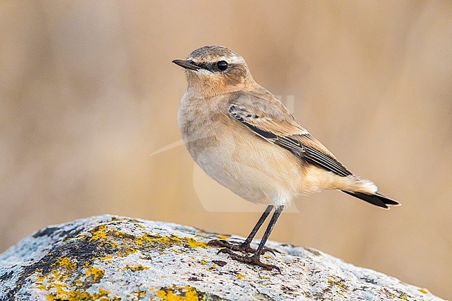Northern (Greenland) Wheatear (Oenanthe oenanthe ssp. leucorhoa) perched on a rock in Madeira stock-image by Agami/Daniele Occhiato,
