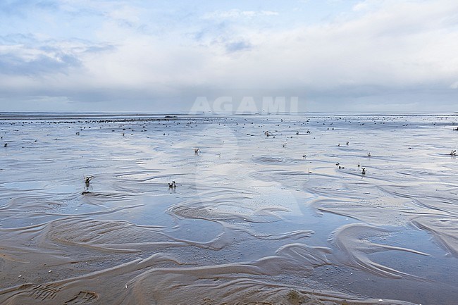 Wadden sea, Westerhever, Germany stock-image by Agami/Ralph Martin,
