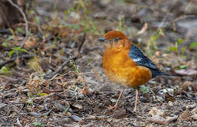 Adult Orange-headed Thrush (Geokichla citrina) perched on the ground in Bharatpur. stock-image by Agami/Marc Guyt,