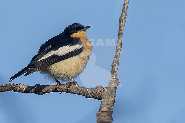 Yellow-bellied hyliota (Hyliota flavigaster) perched on a branch in Tanzania. stock-image by Agami/Dubi Shapiro,