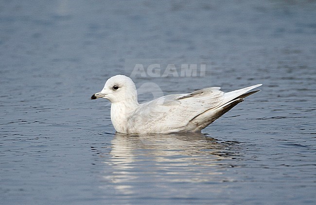Tweede winter Kleine Burgemeester, Second winter Iceland Gull stock-image by Agami/Karel Mauer,