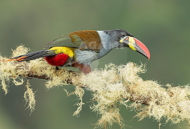 Gray-breasted Mountain-Toucan (Andigena hypoglauca hypoglauca) (subspecies) perched on a mossy branch in Manizales, Colombia, South-America. stock-image by Agami/Steve Sánchez,
