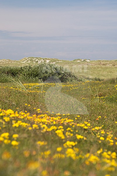 Duinen van Ameland, Dunes from Holland (Ameland) stock-image by Agami/Theo Douma,