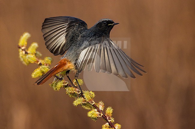 Male Black Redstart, Phoenicurus ochruros, in Italy. stock-image by Agami/Daniele Occhiato,