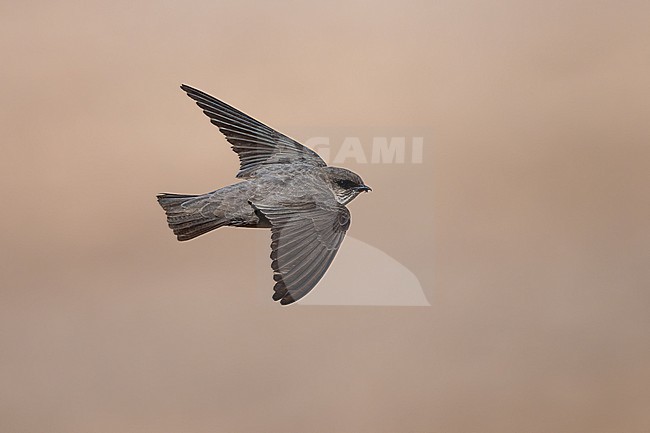 Pale Crag Martin (Ptyonoprogne obsoleta) wintering in Oman. stock-image by Agami/Sylvain Reyt,