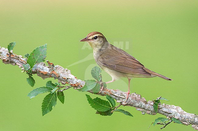 Adult
Leon Co., TX
May 2022 stock-image by Agami/Brian E Small,