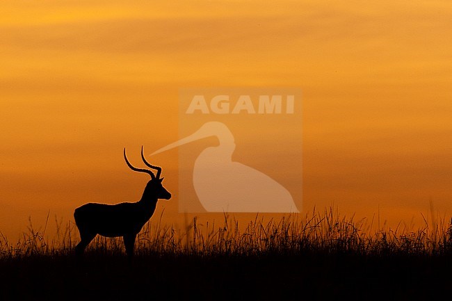 Impala (Aepyceros melampus) standing in grass at sunrise stock-image by Agami/Caroline Piek,