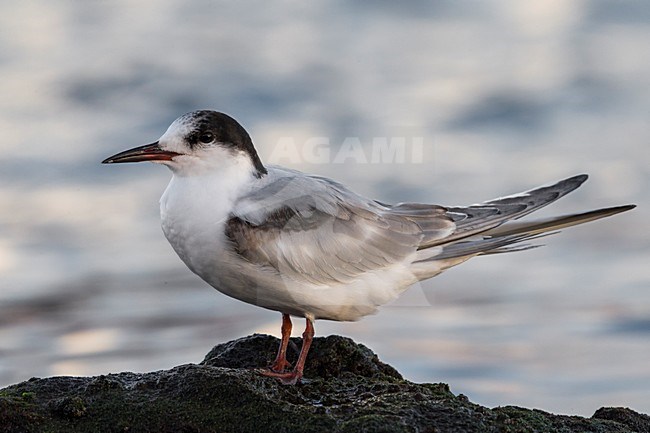 Onvolwassen Visdief in zit; Common Tern immature perched stock-image by Agami/Daniele Occhiato,