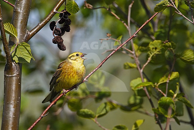 Geelgors, Yellowhammer, Emberiza citrinella stock-image by Agami/Jari Peltomäki,