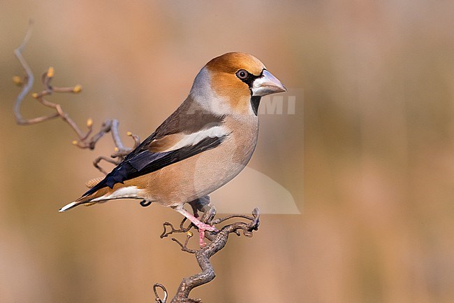 Hawfinch, Coccothraustes coccothraustes, in Italy. Perched on a twig. stock-image by Agami/Daniele Occhiato,