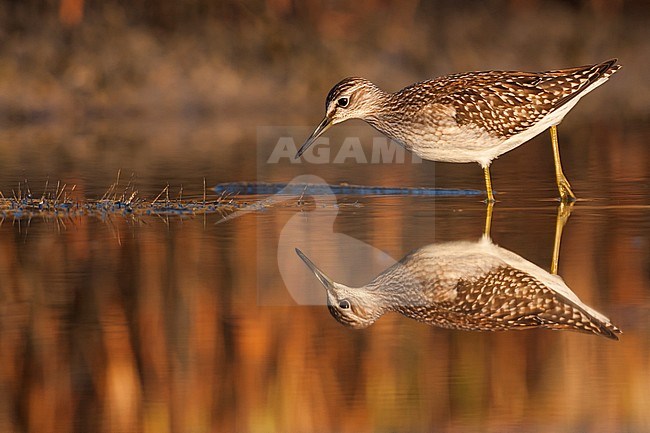 First-winter Wood Sandpiper (Tringa glareola) during autumn migration in Greece. stock-image by Agami/Ralph Martin,