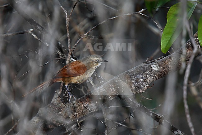 Ochre-cheeked Spinetail (Synallaxis scutata) perched in understory stock-image by Agami/Andy & Gill Swash ,