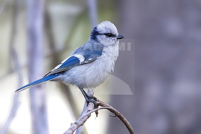 Azure Tit; Cyanistes cyanus tianschanicus stock-image by Agami/Daniele Occhiato,