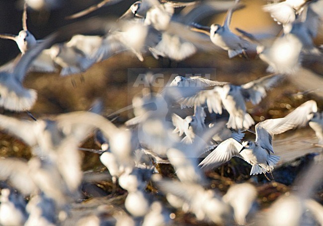 Drieteenstrandloper groep opvliegend, Sanderling flock flying off stock-image by Agami/Marc Guyt,