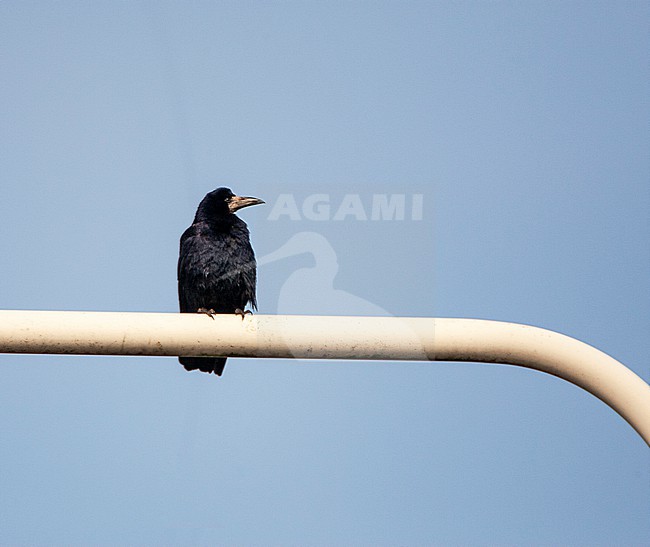 Rook (Corvus frugilegus) in the Netherlands. Sitting on a street lamp post. stock-image by Agami/Marc Guyt,