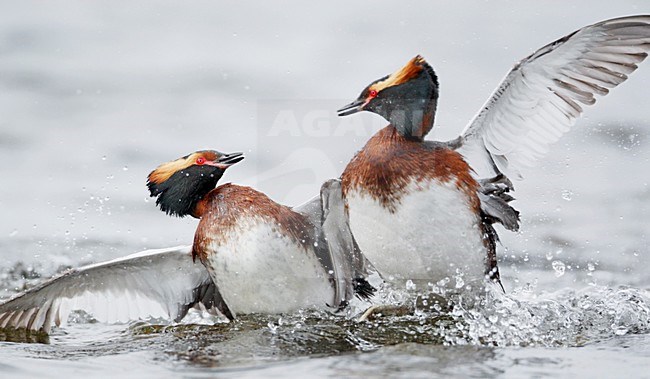 Kuifduiker vechtend; Horned Grebe fighting stock-image by Agami/Markus Varesvuo,