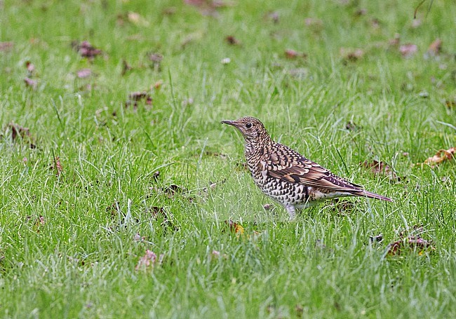 Autumn White's Thrush (Zoothera aurea) in Scotland, United Kingdom. Very rare vagrant from Asia. Foraging in green meadow. stock-image by Agami/Michael McKee,