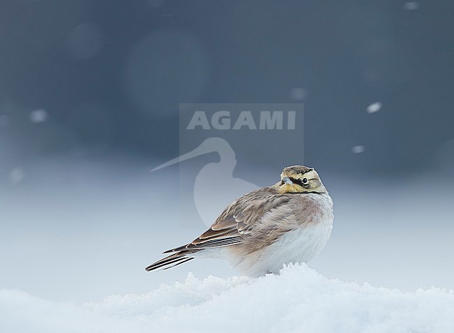 Shore Lark (Eremophila alpestris) Vantaa Finland February 2018 stock-image by Agami/Markus Varesvuo,